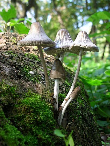 Mycena galericulata?